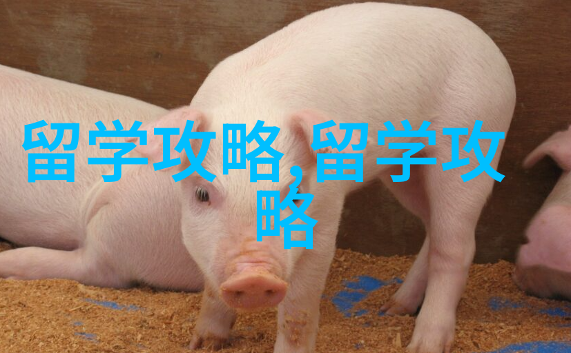 揭秘新加坡私立本科申请公立硕士秘籍